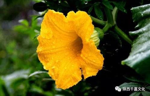 花花娱乐带你吃瓜,花花娱乐带你揭秘娱乐圈最新“吃瓜”事件